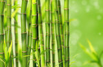 竹林