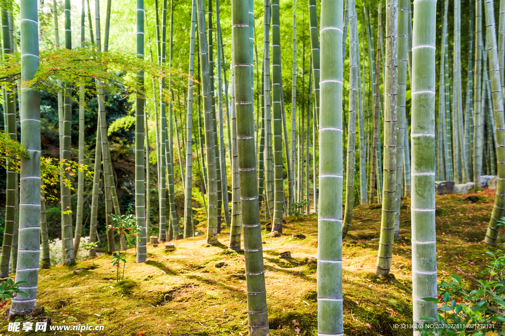 竹林
