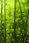 竹林
