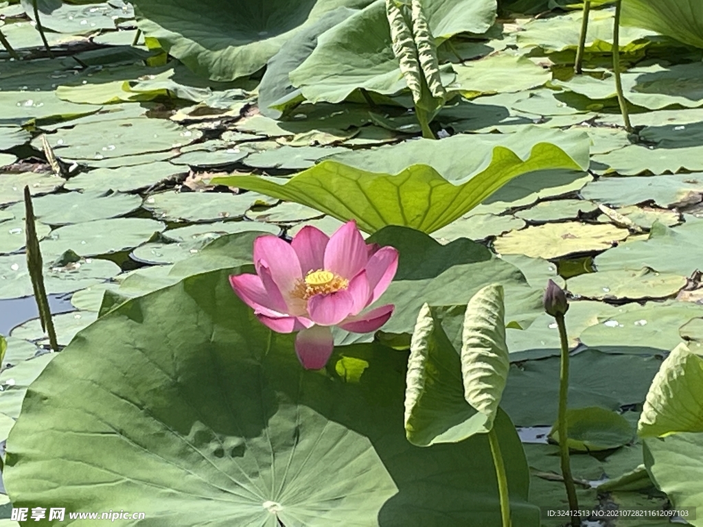 夏季荷塘 