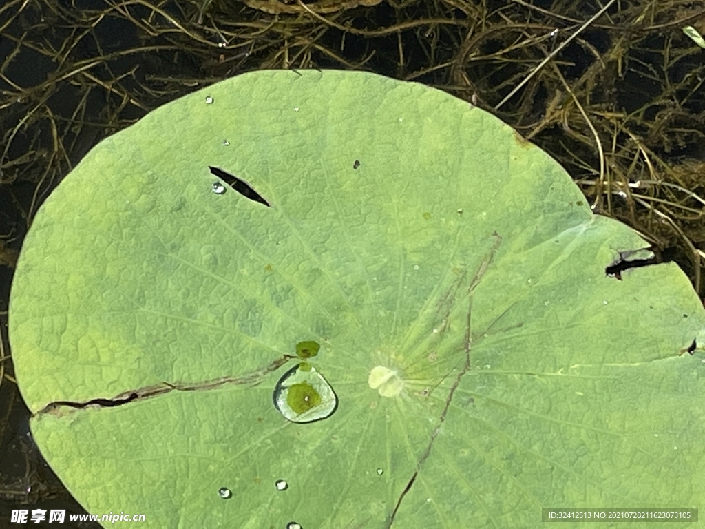 水珠