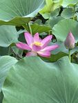 荷花花苞