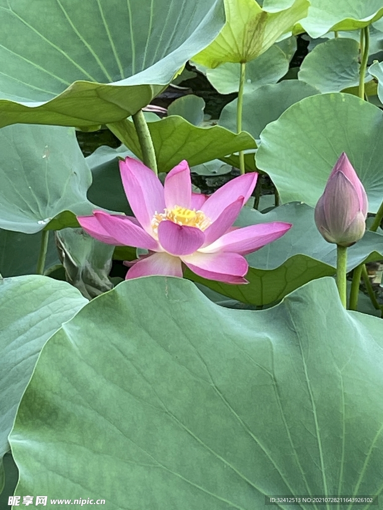 荷花花苞