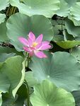 莲花