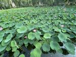 绿荷