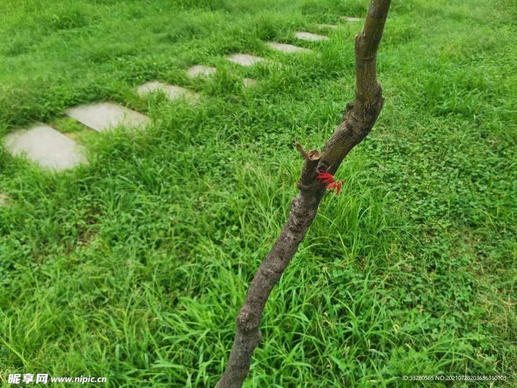 小树红叶