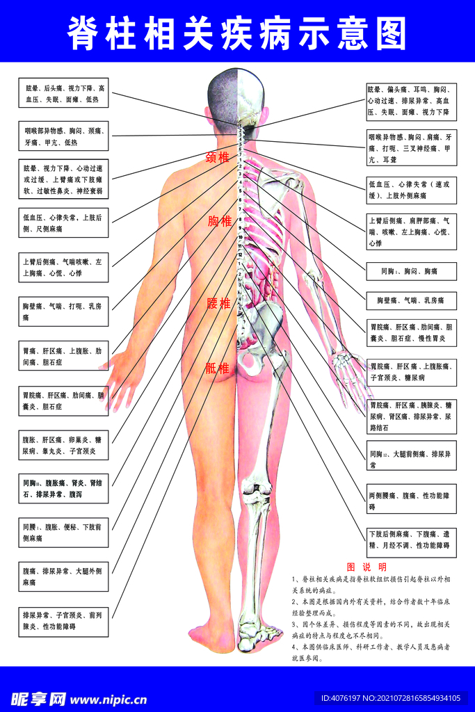 脊椎相关示意图