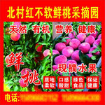 红不软鲜桃采摘园