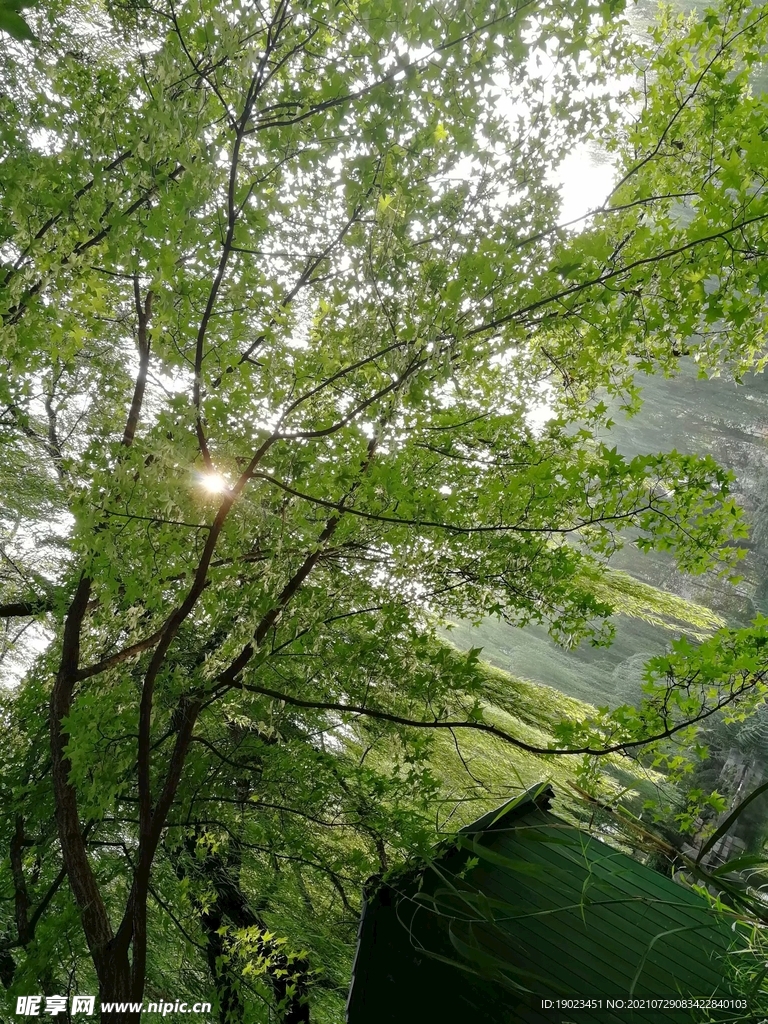 绿植屏保