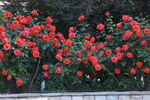 月季花 