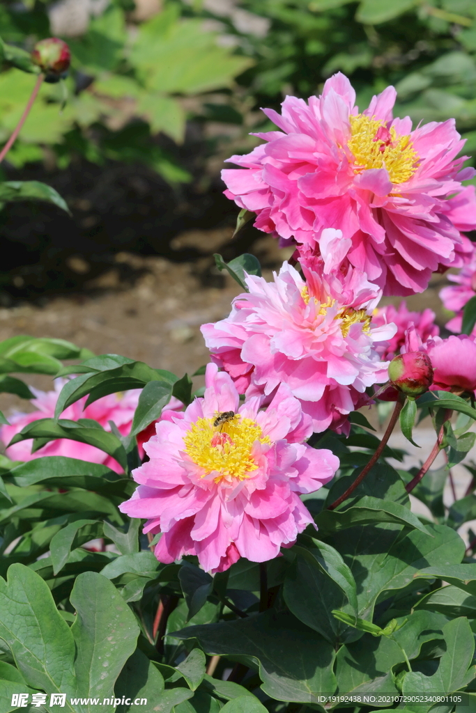 芍药花