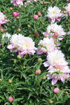 芍药花