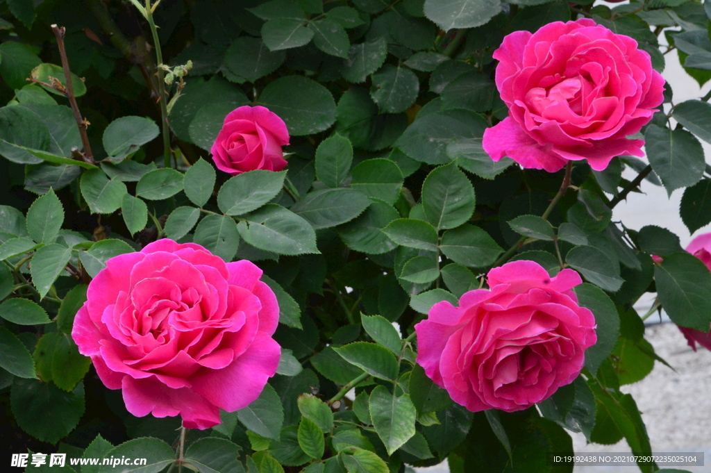 月季花