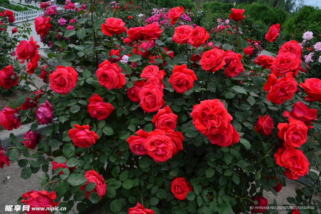 月季花