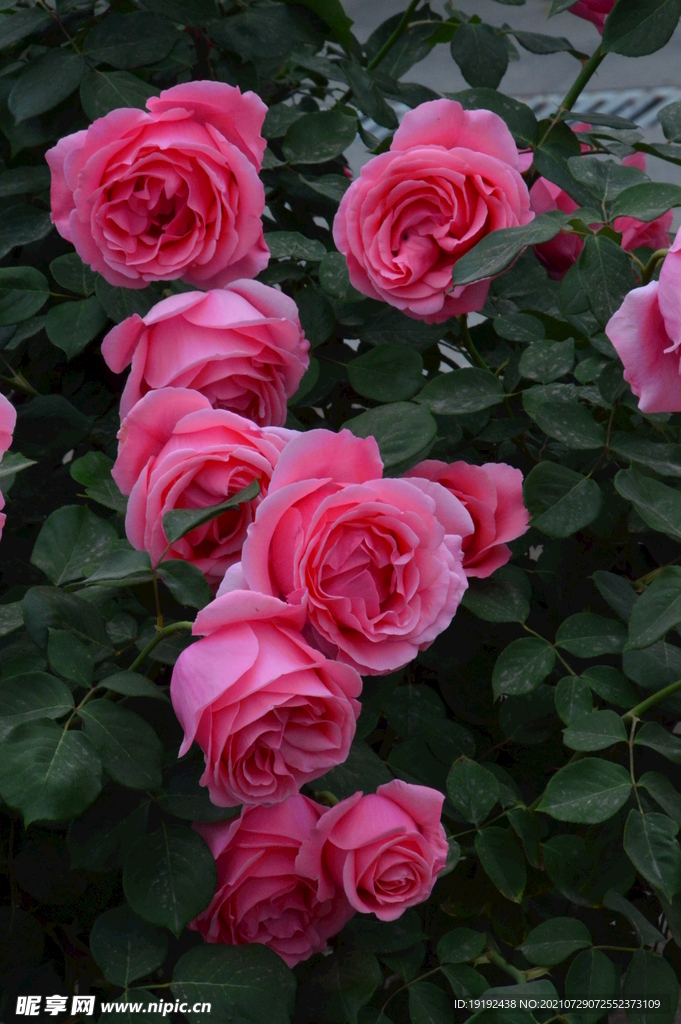 月季花 
