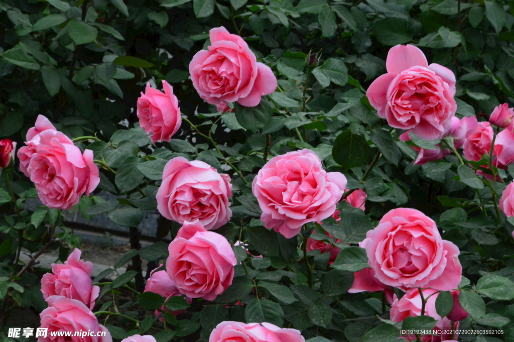 月季花 