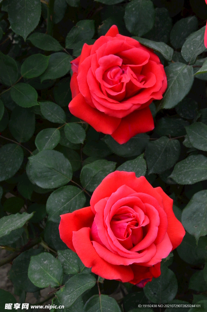 月季花 