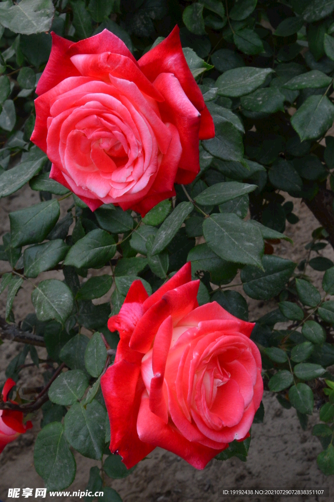 月季花
