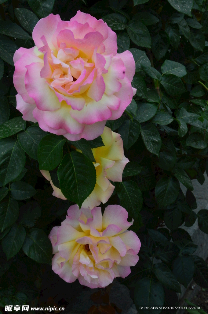 月季花 