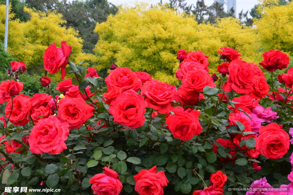 月季花