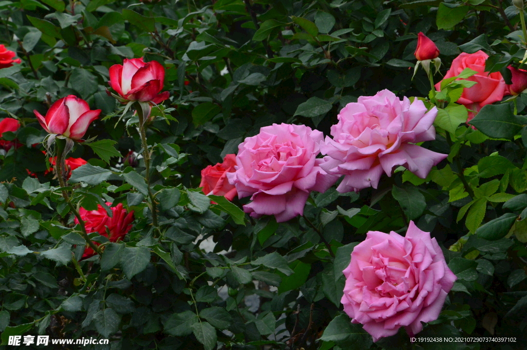 月季花