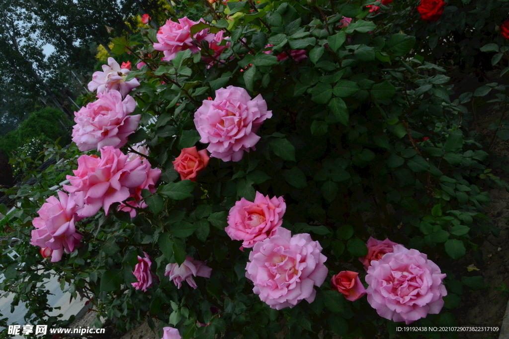 月季花