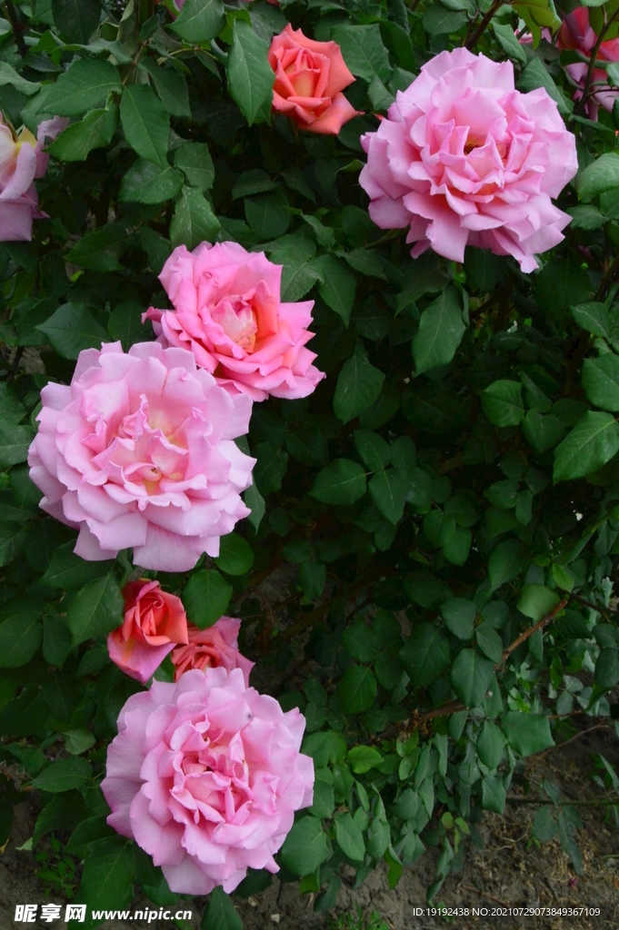 月季花