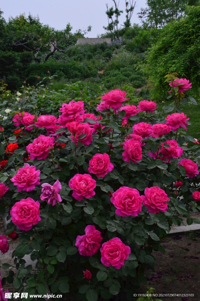 月季花