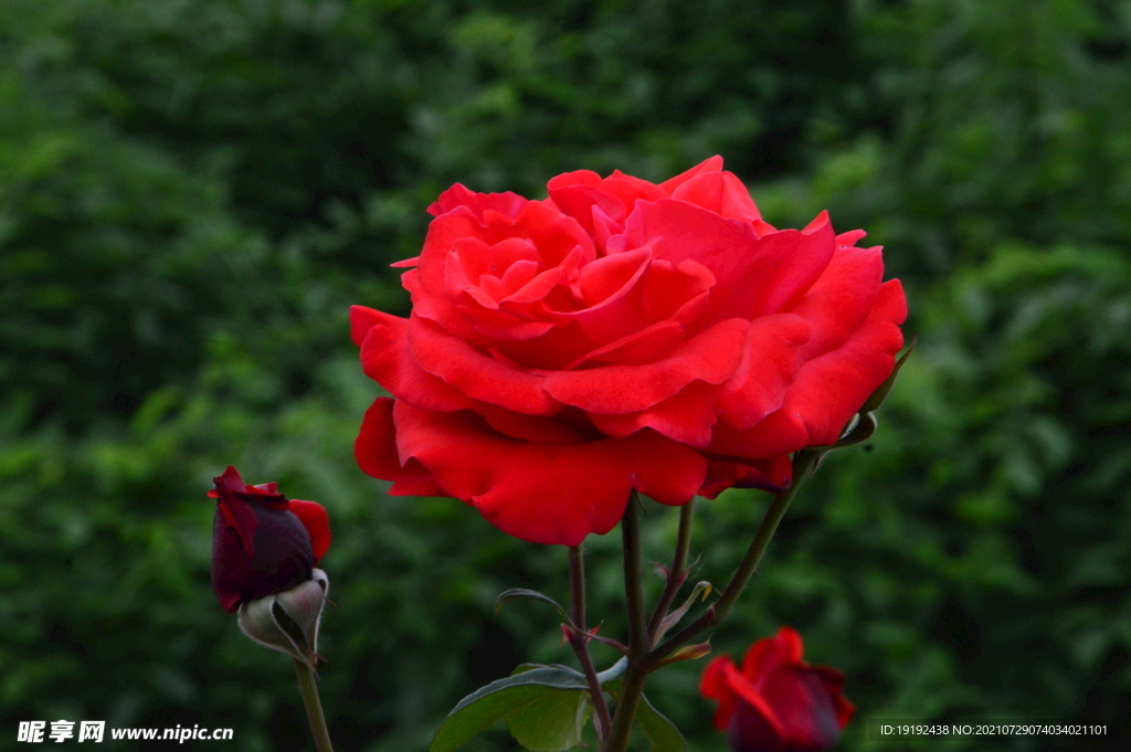 月季花