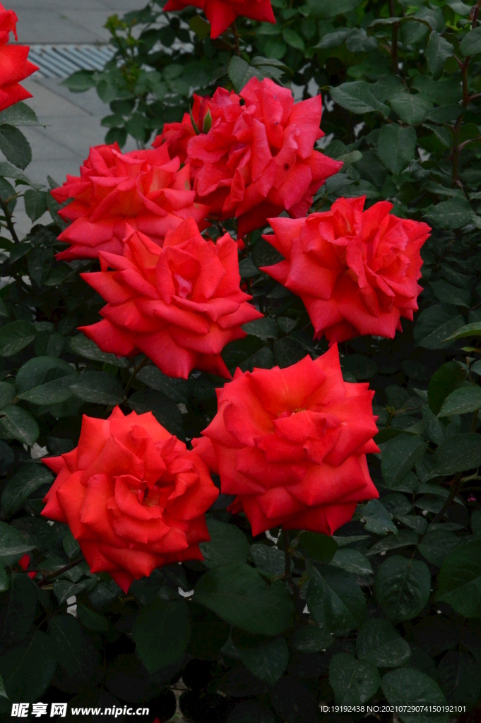 月季花
