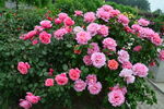 月季花