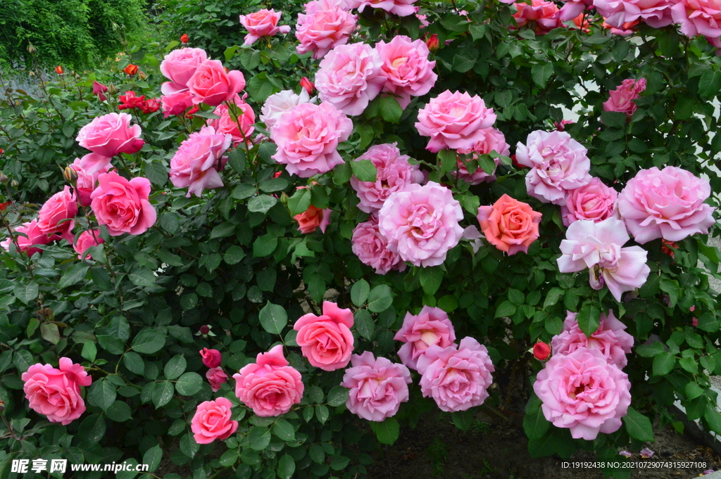 月季花 