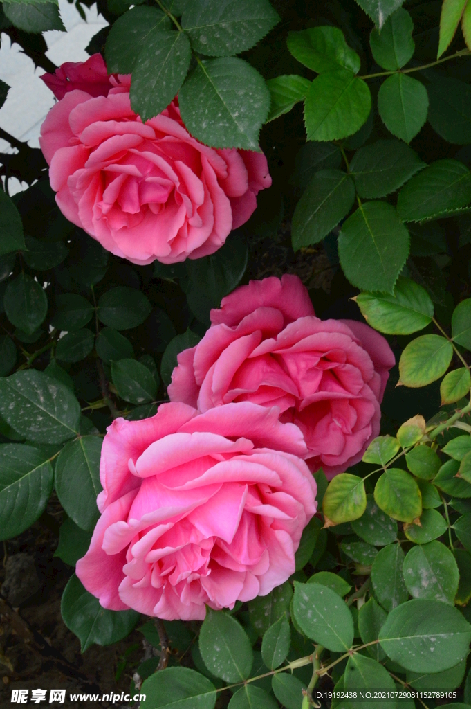 月季花 
