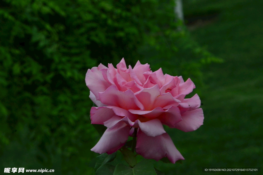 月季花 