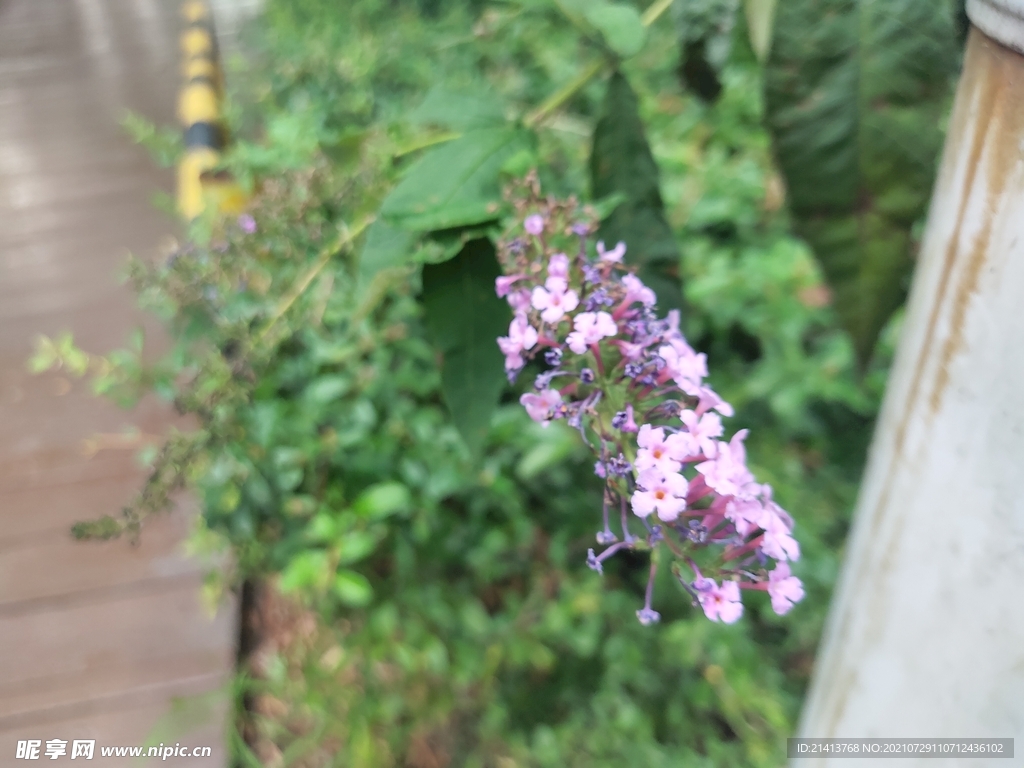 小花花朵花卉 