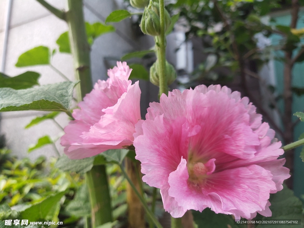 小花花朵花卉 