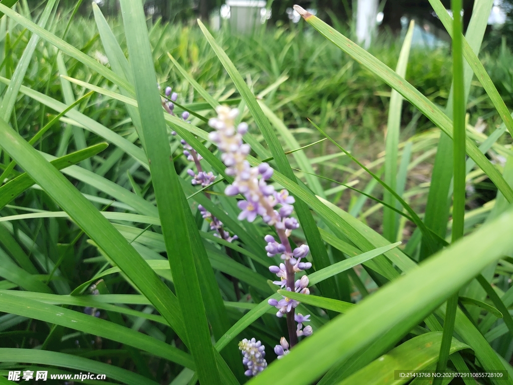 小花花朵花卉