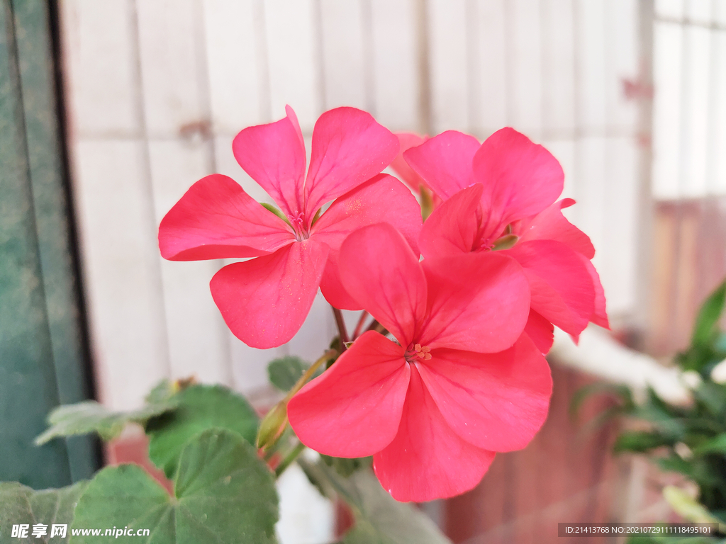 小花花朵花卉