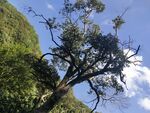 山里的一颗树
