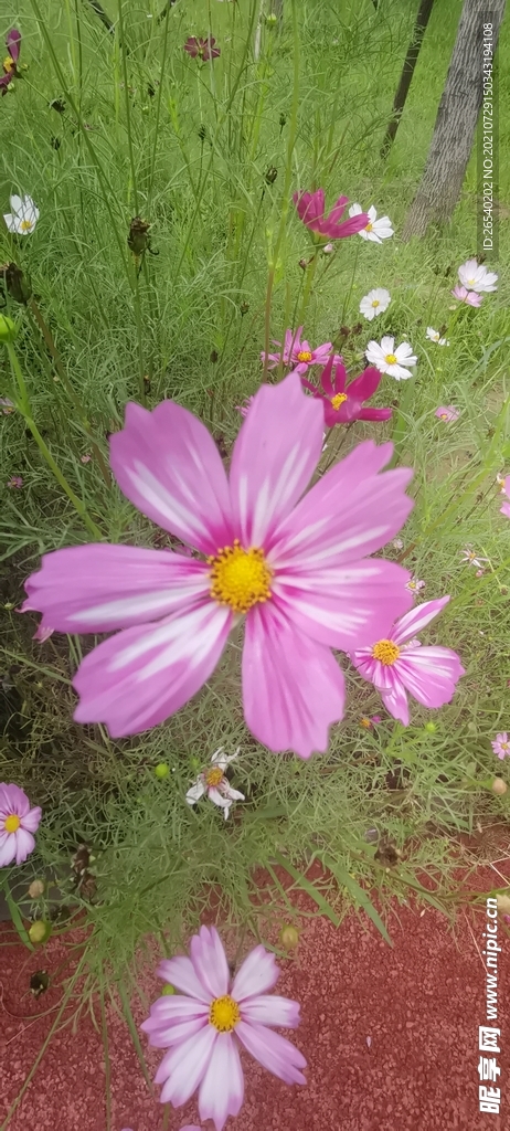 野花