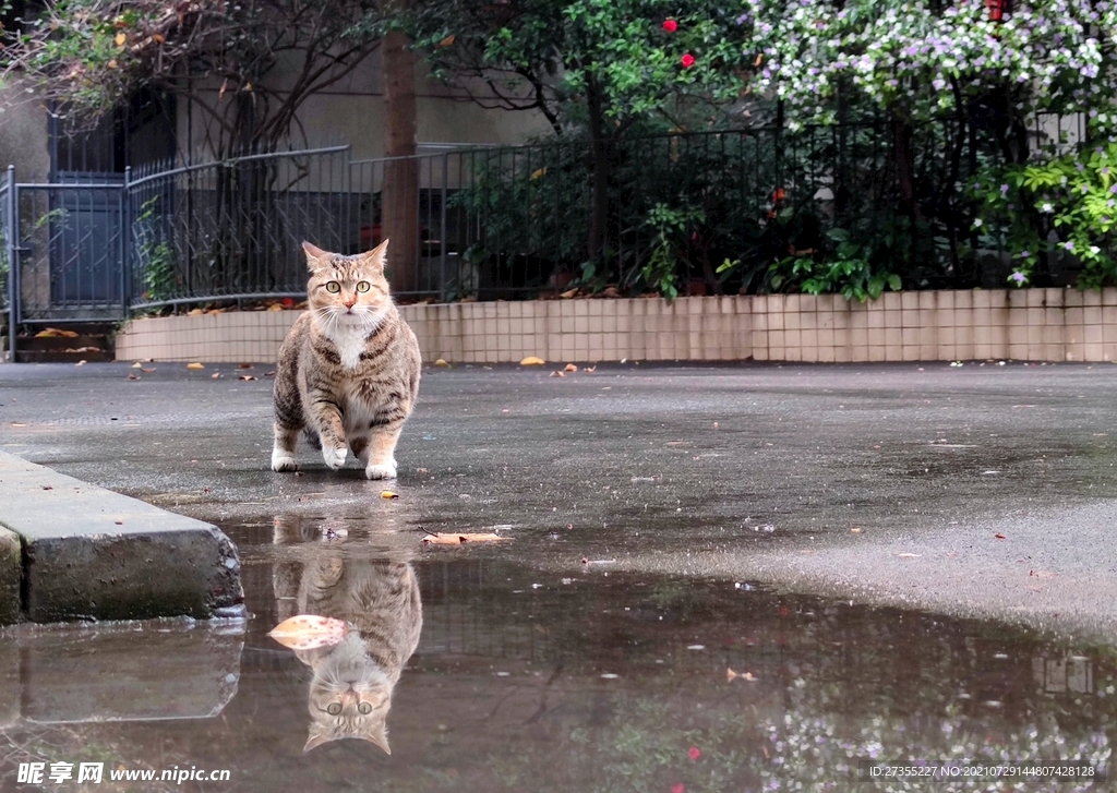 流浪猫