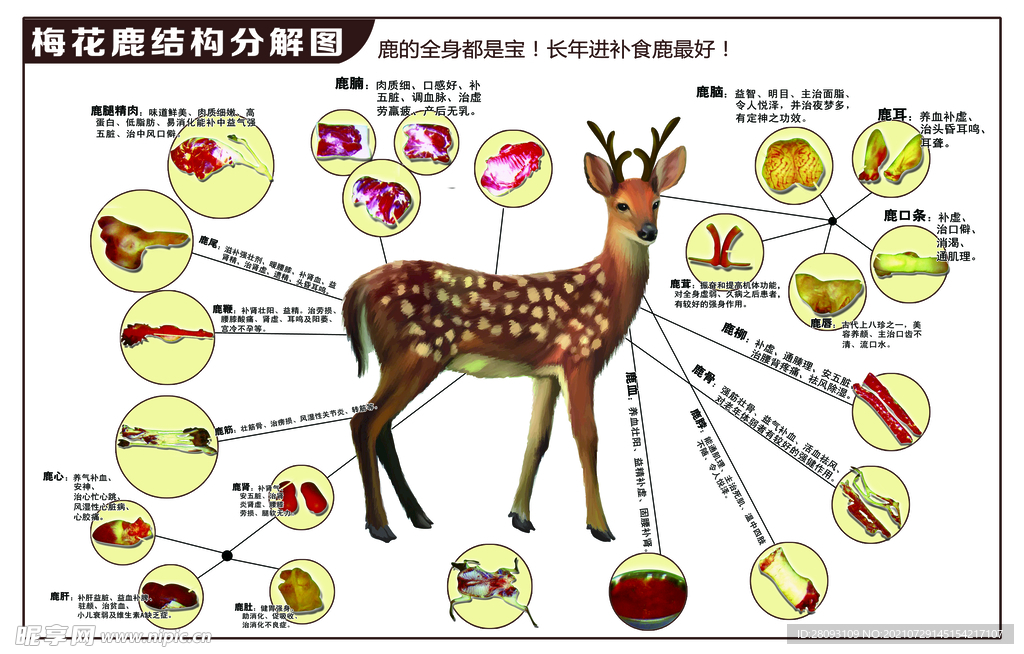 鹿结构图