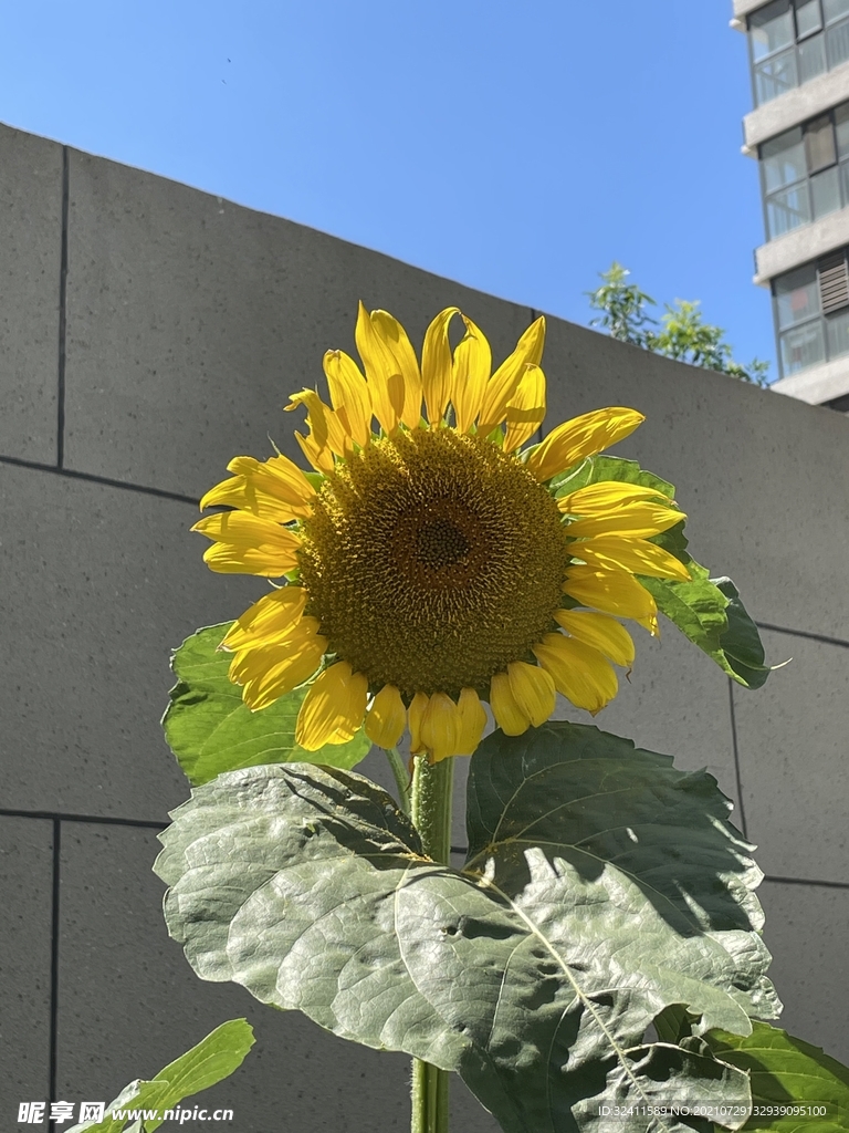 庭院太阳花