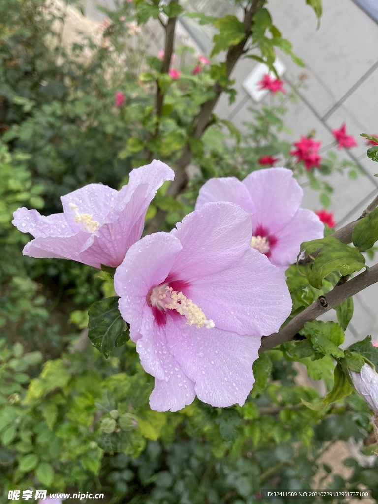  绿化紫色花