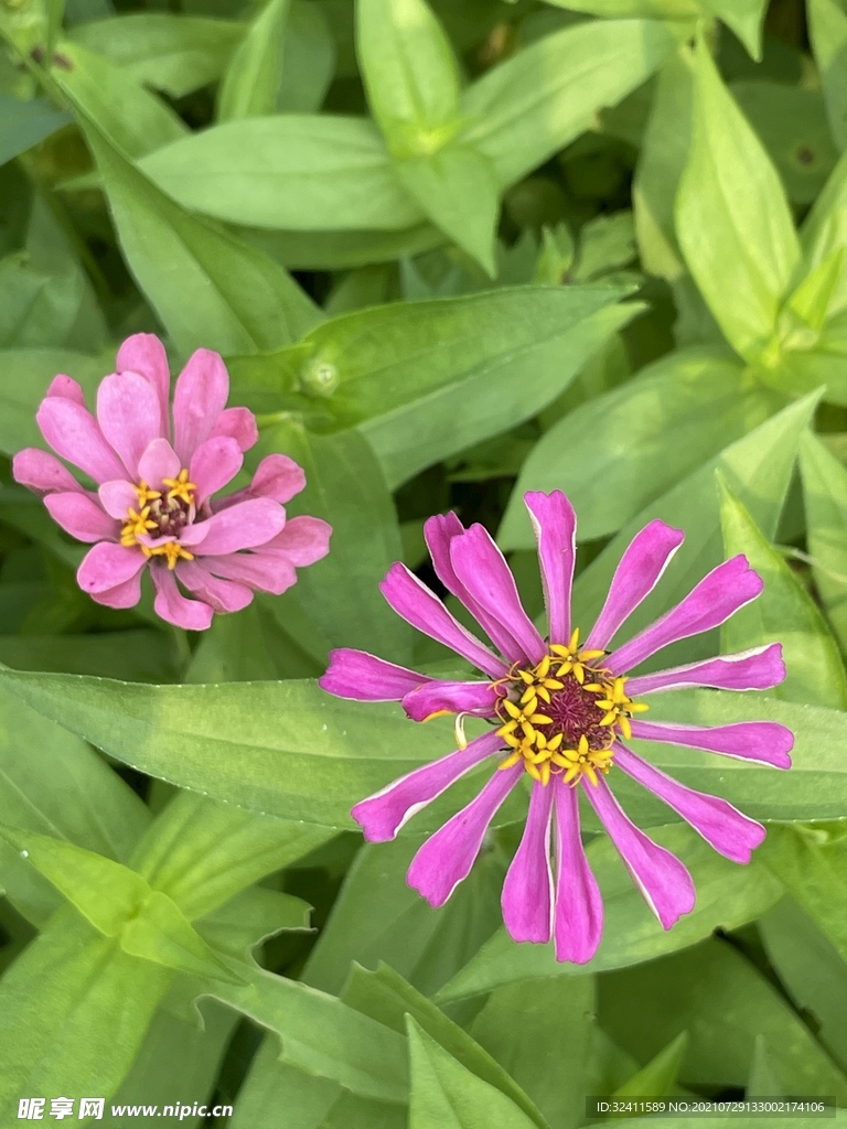 紫色小菊花