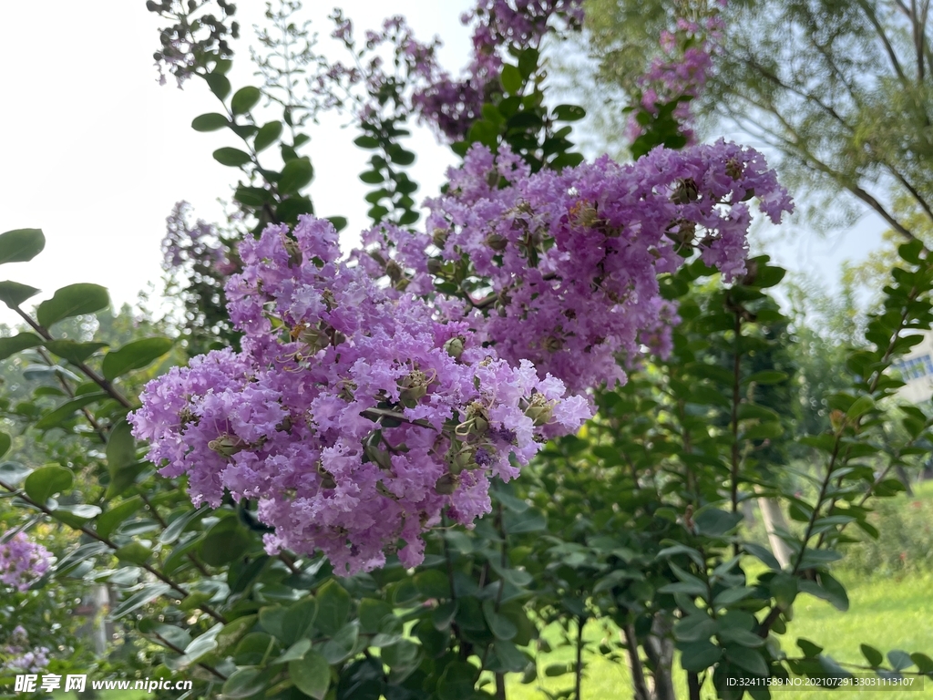 绿化紫色花