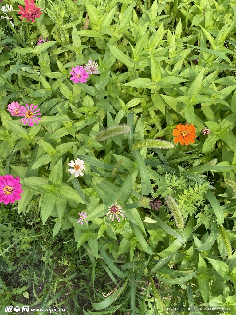 菊