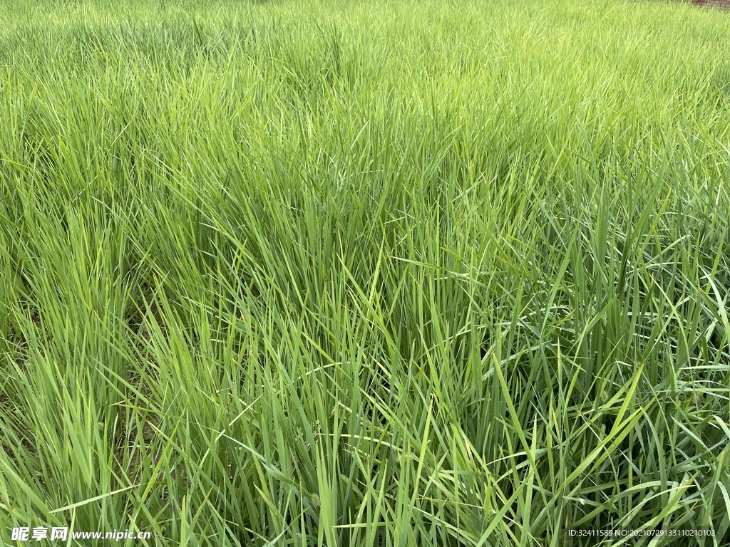 夏季色彩