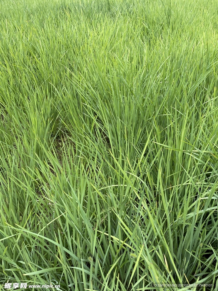 公园绿草