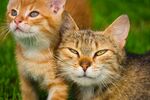 宠物猫 